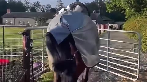 Funny Animal Videos
