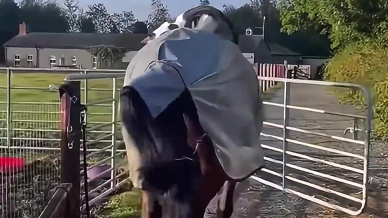 Funny Animal Videos
