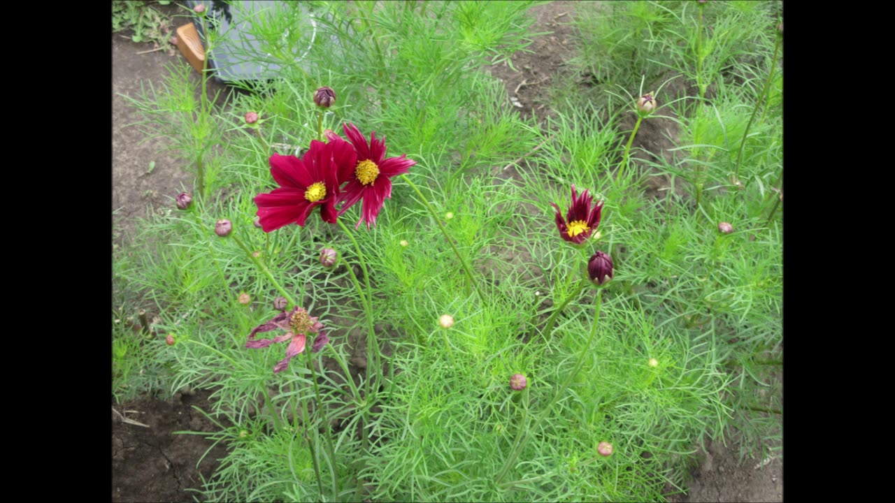 A Universal Moment Cosmos July 2023