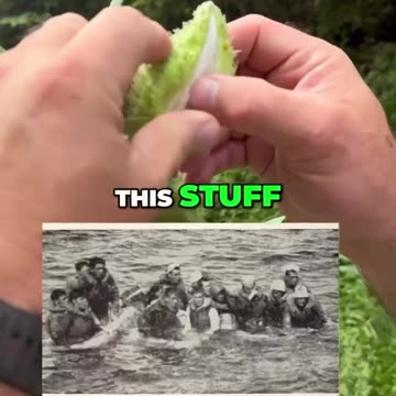 The Useful Milkweed Plant