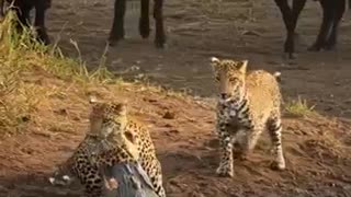 Amazing: Leopard Vs Crocodile above the river #wildlife #animals #wildanimals #d