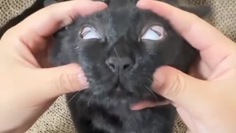 Cute cat playing
