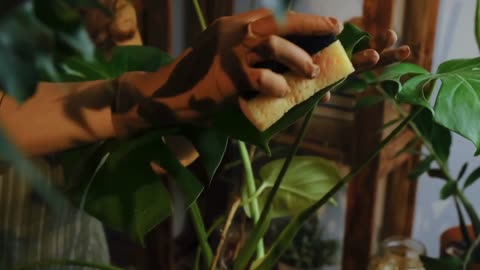 Monstera Plant Origin