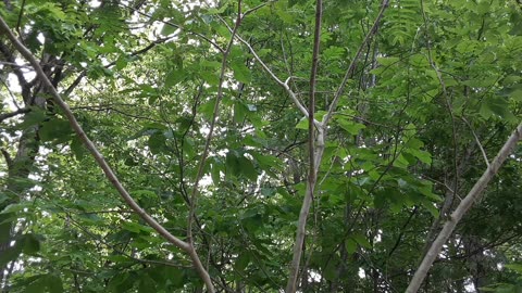 Cicadas in rural Appalachia (NC)