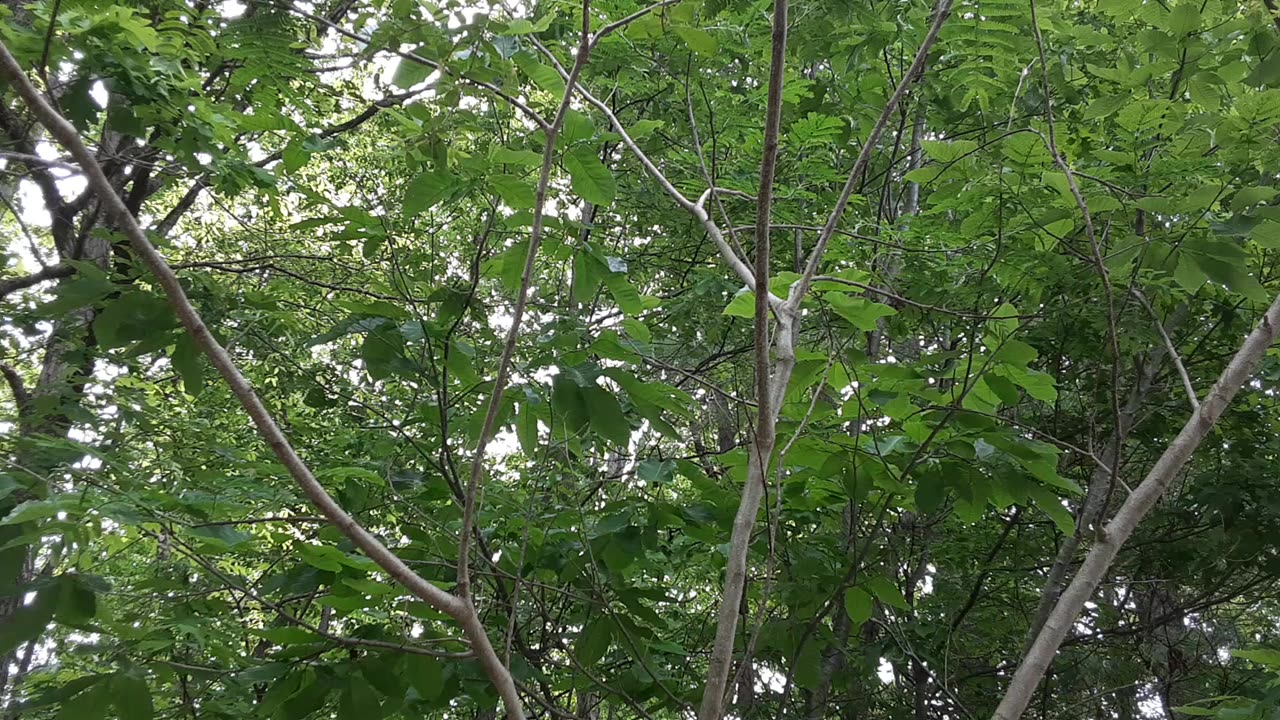 Cicadas in rural Appalachia (NC)
