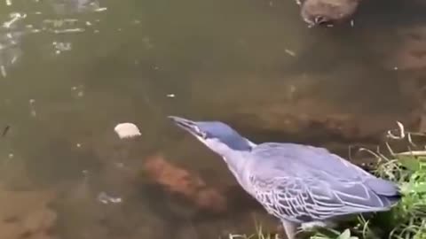 Expert Fisher