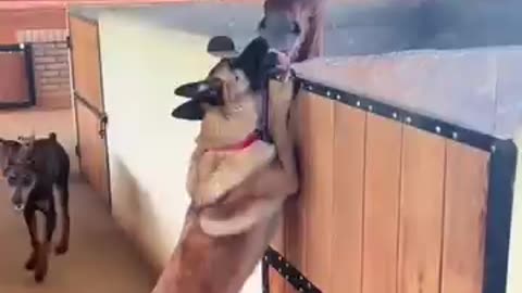 SILLY😛 HORSES
