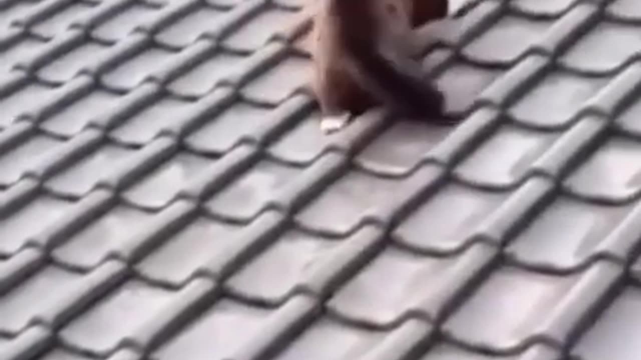 54. Get Ready to Laugh and Say Aww with These Adorable and Funny Pets - A YouTube Shorts Compilation