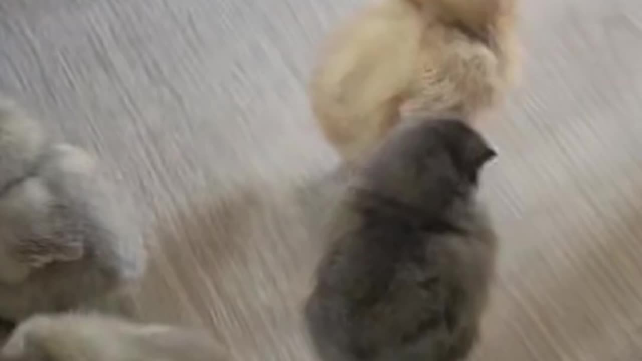 New baby chickens