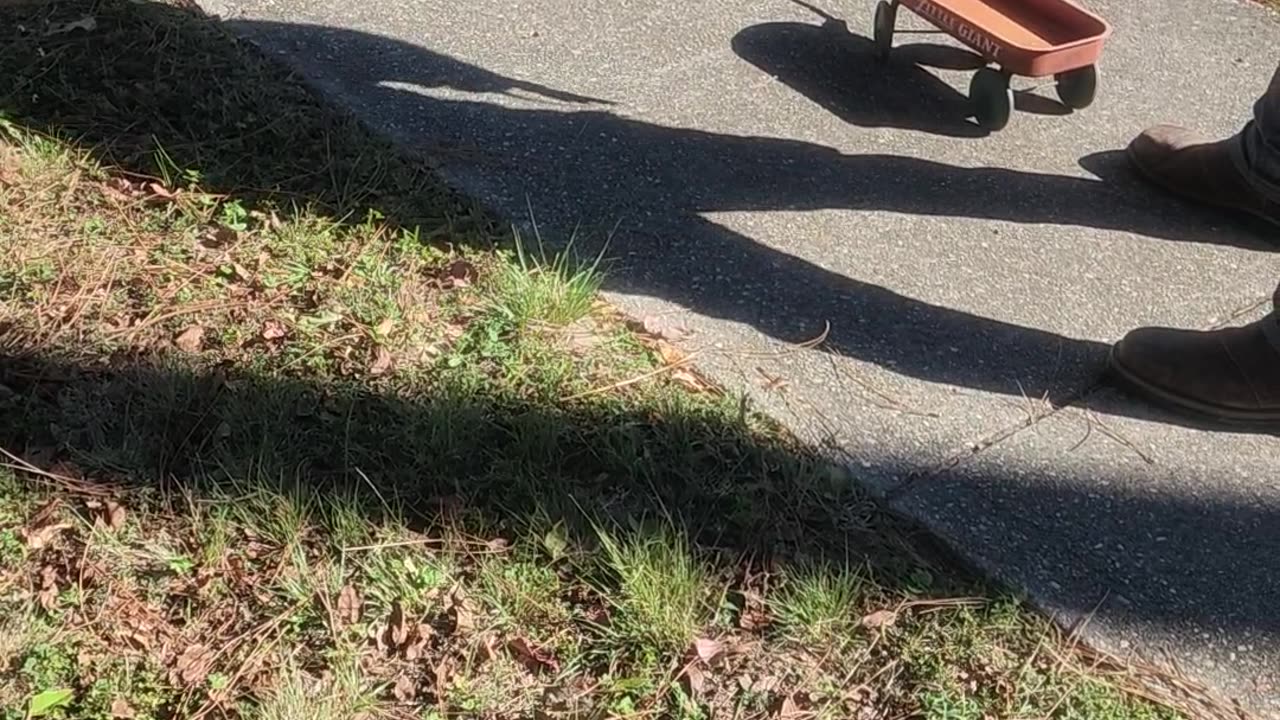 Keep all legs in the wagon while on our walk today Snarls..