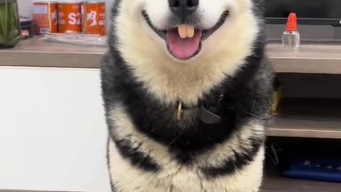 Cute pet debut