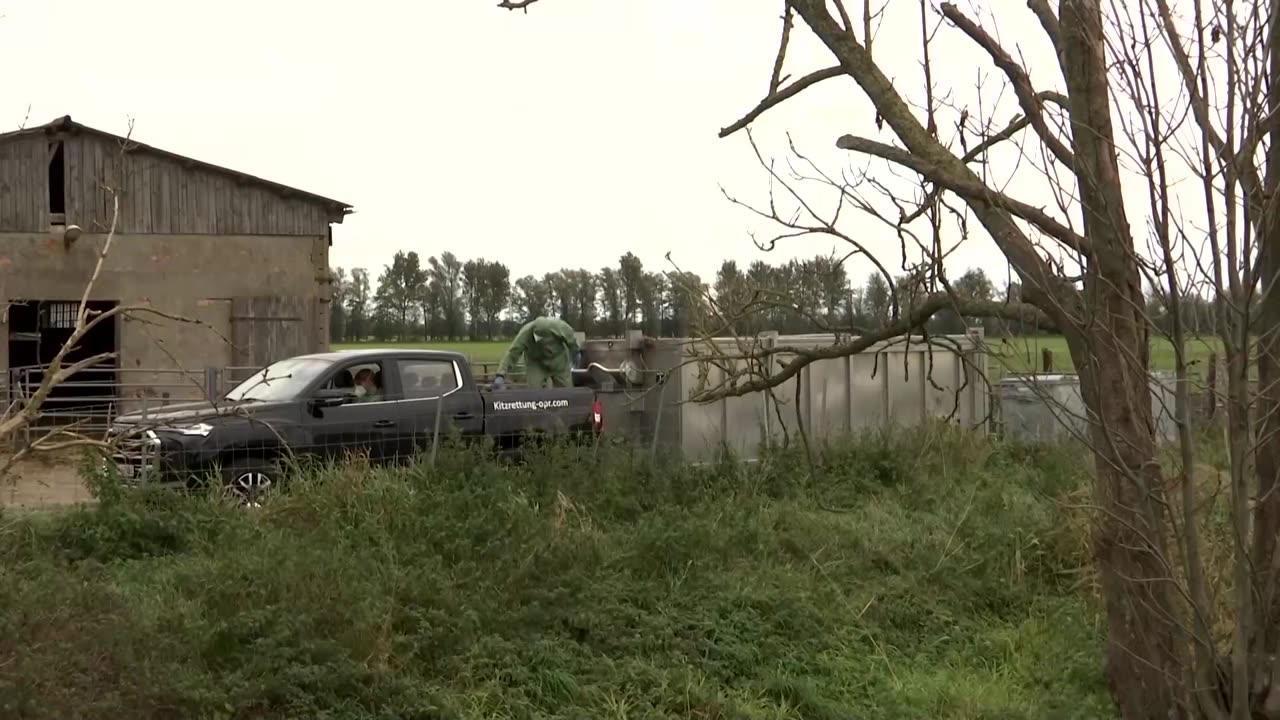 More than 1,000 cranes perish from bird flu outbreak in Germany