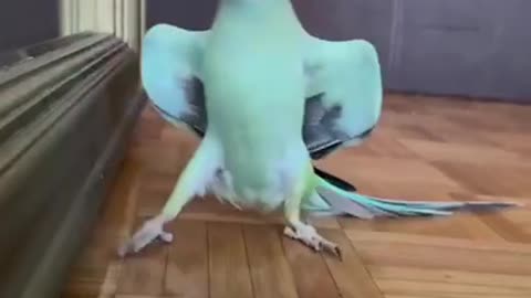 Bird model