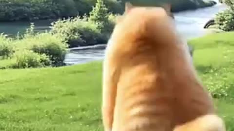 Hero cat