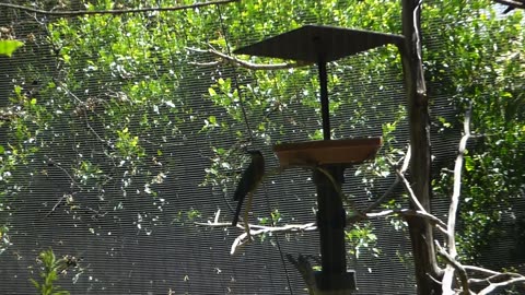 Bird exhibit