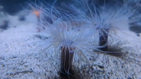 underwater sea life no copyright stock footage no copyright video