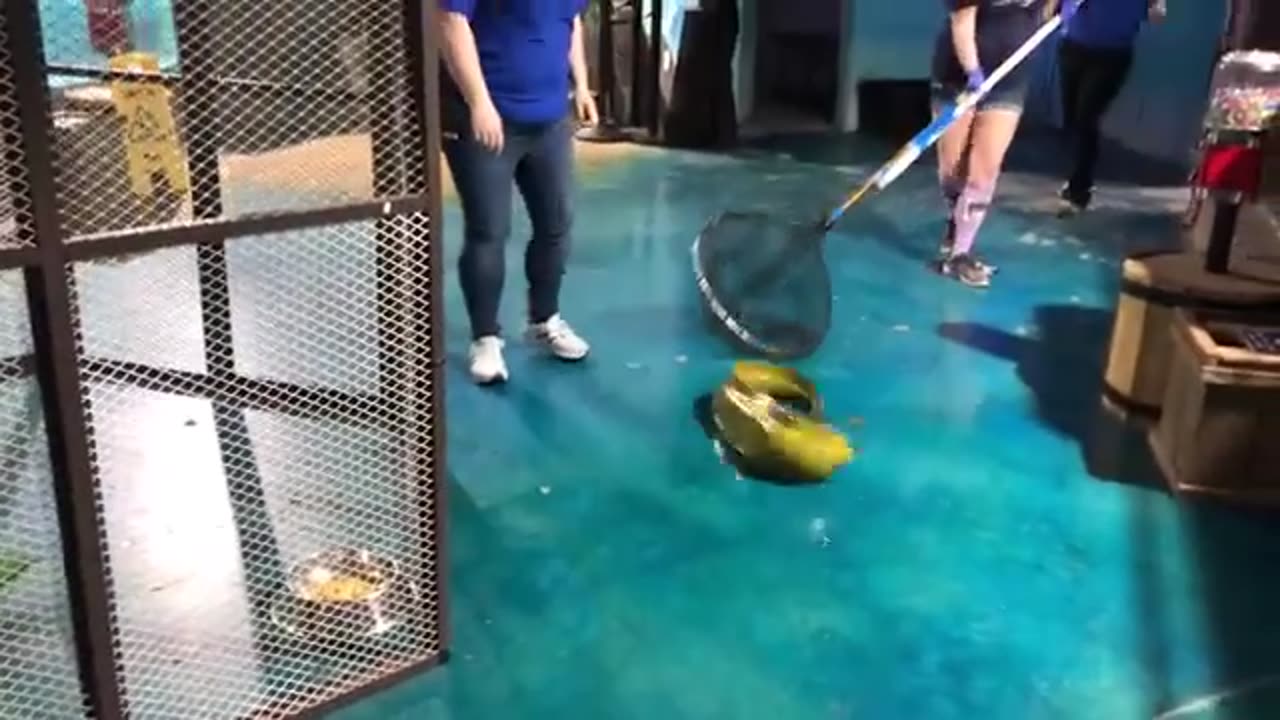 Moray Eel