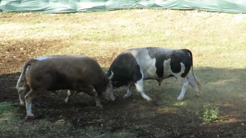 Krilan od Jurića vs Munja od Koalicije Glavice Šestanovac 2025