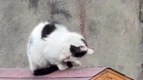 Catolf Kittler|#funny #comedy #meme #ww2 #reels
