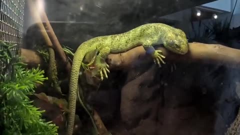 Solomon Islands Skink at Living Coast Discovery Center in San Diego