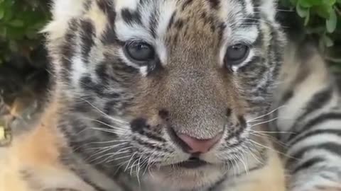 🌟🐯 “Magical Baby Tiger Moments Caught on Camera!”