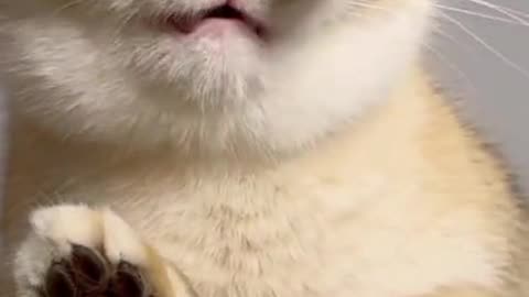 Cat lovers food | Cat food routine | Food time