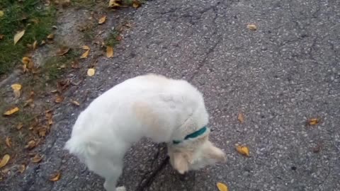 dog