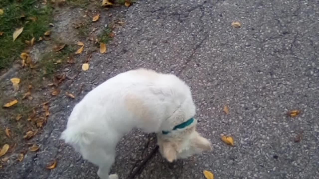 dog