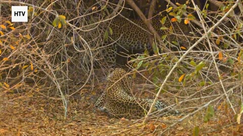 Cheetah & African Wildlife #6 - Amazing Big Cats and Safari Life