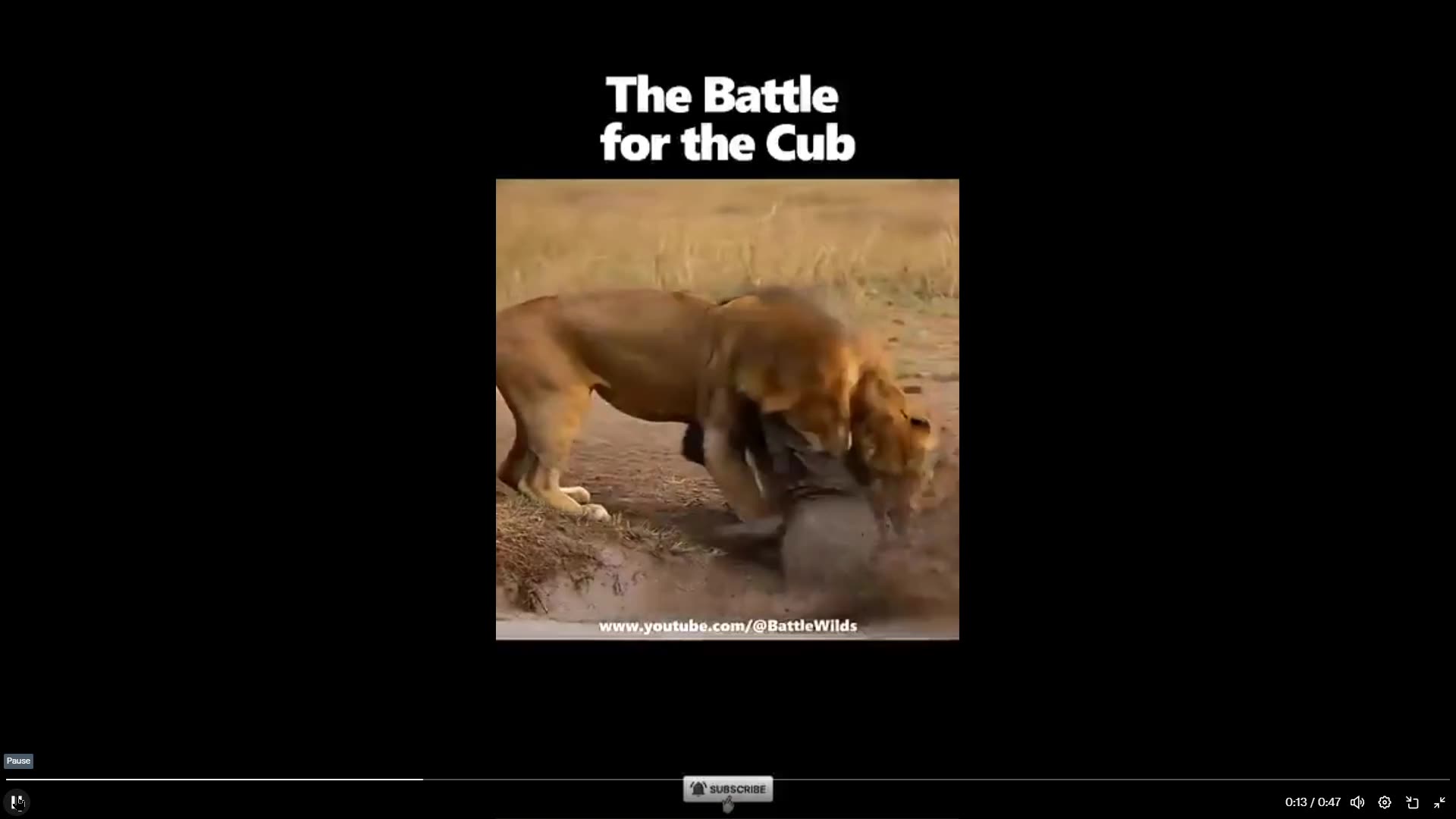 Lions defend their cub from a massive Croc.... dont mess with the kids