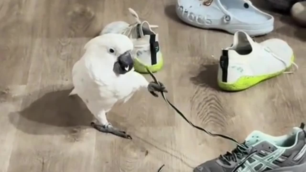 look what this parrot does! funniest laugh ever!😂😂