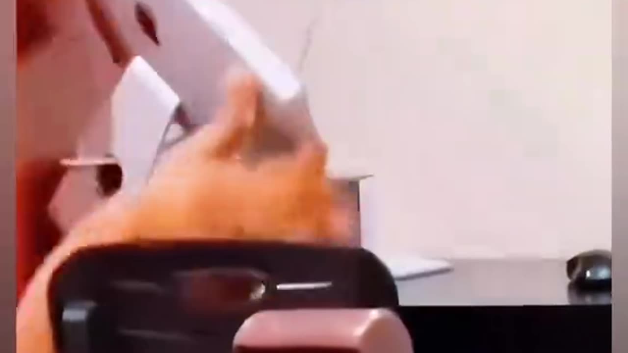 Cats destroying stuff - funny cats videos compilation