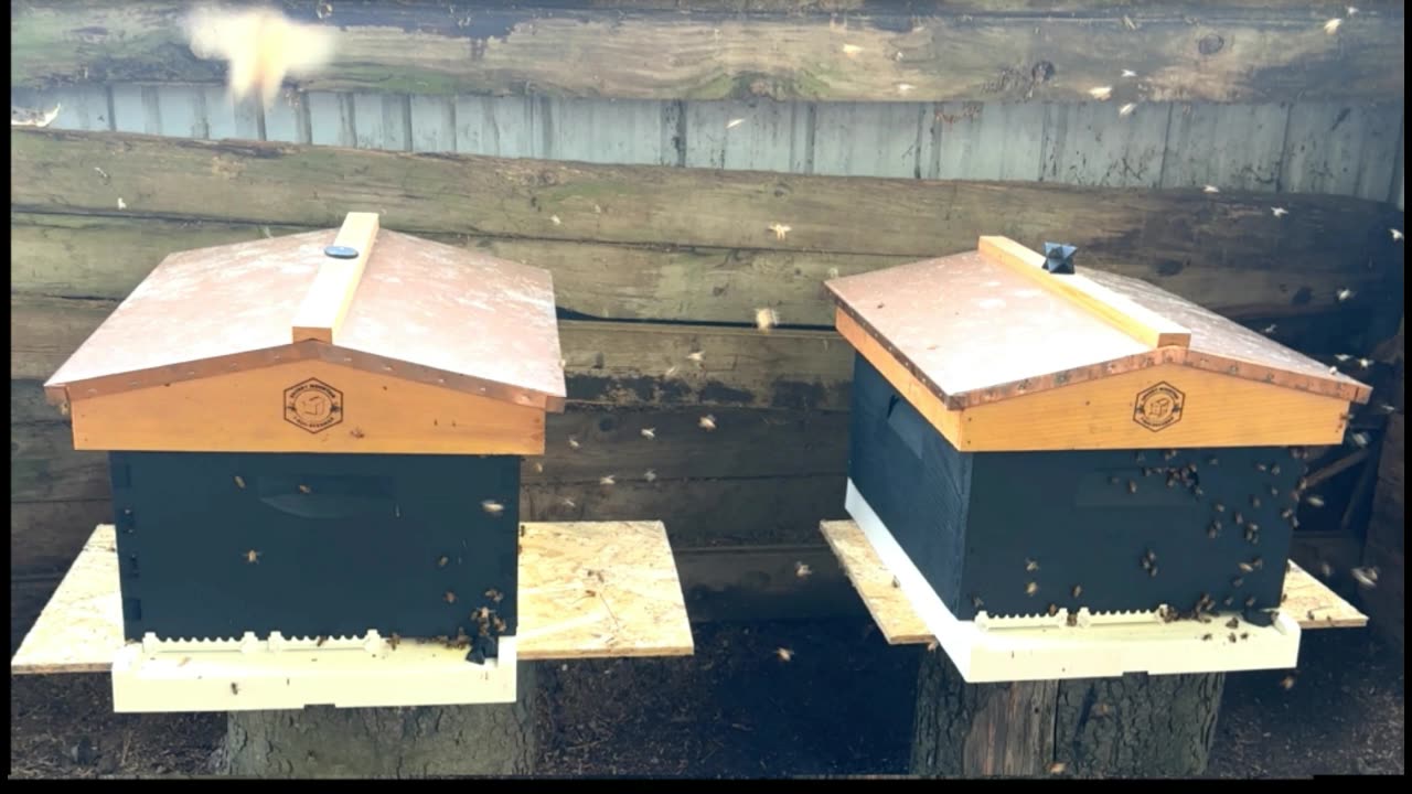 SHUNGITE REALITY 4/22/25 - Shungite Bee Update to Web of Life