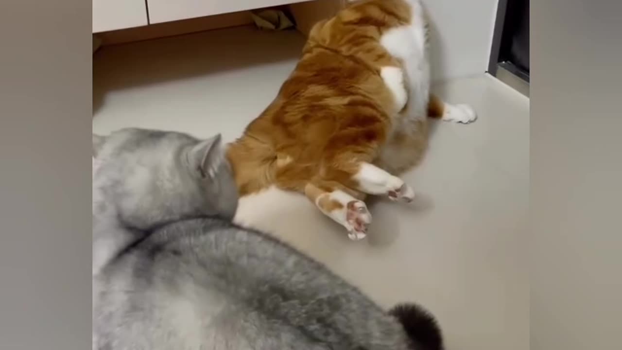 Funny Cat and cute cat