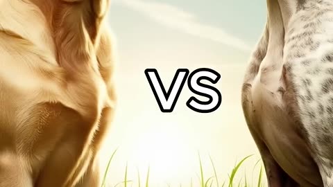 Rottweiler vs pitbull