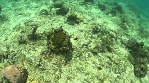 Second Snorkel Roatan Honduras - MSC Seashore 11-20-2025