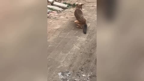 You Laugh You Lose😜Funniest Dogs and Cats 2025 🐶😼