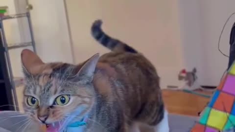 The Cat Too hungry 😁😁