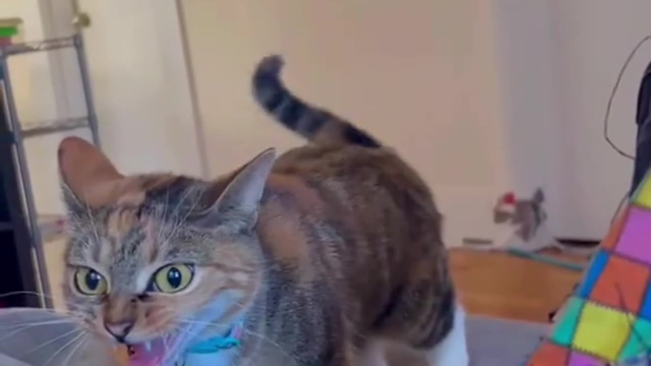 The Cat Too hungry 😁😁