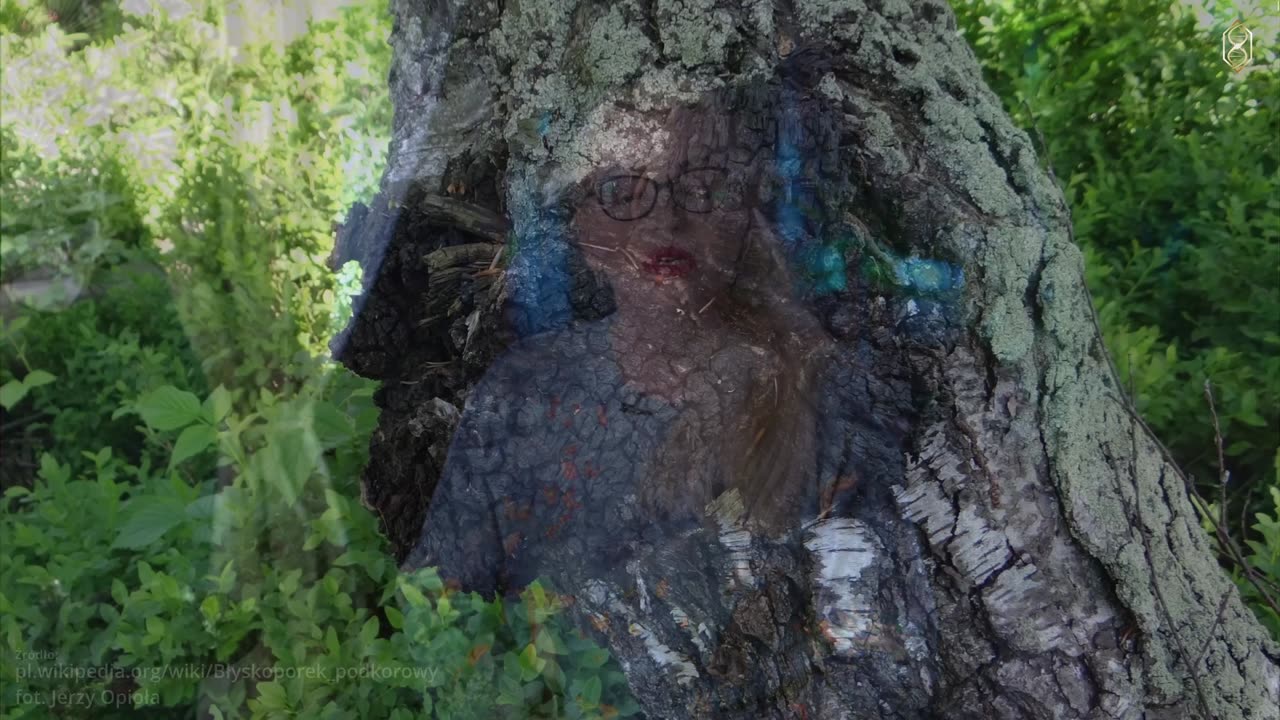 Inonotus Obliquus/Chaga - Czarny Diament Lasu | Grzyb Nieśmiertelności, Odporność i Regeneracja