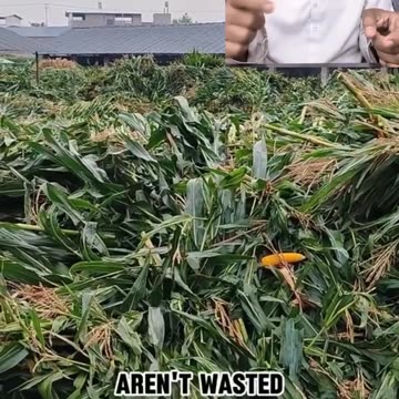 Japanese agriculture