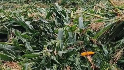 Japanese agriculture