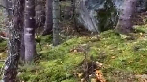 The ground looks like it’s breathing in this Quebec Forest🧐