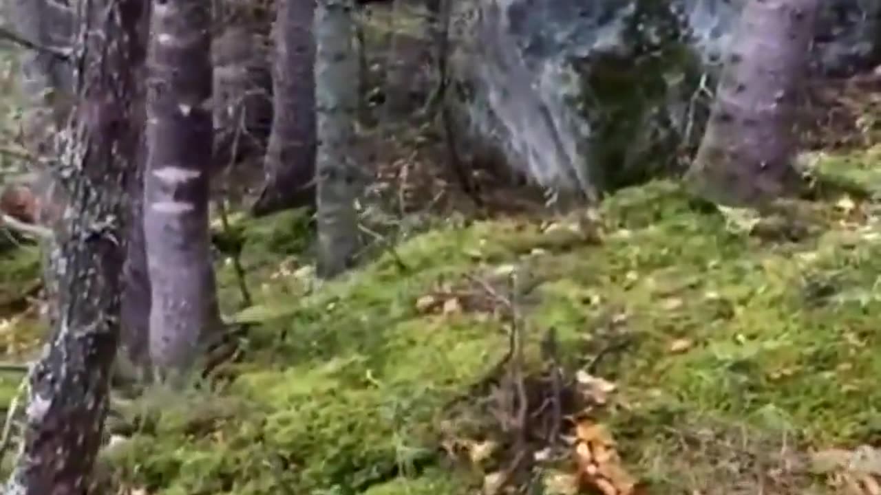 The ground looks like it’s breathing in this Quebec Forest🧐
