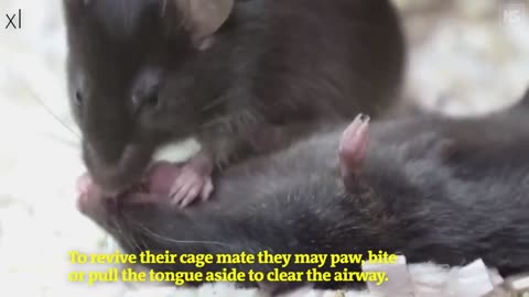 Mice First Responder