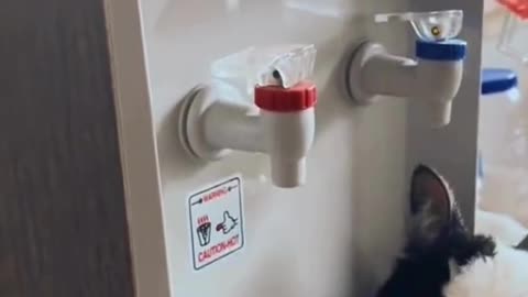Smart Cat Drinking Water