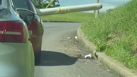 Red Car Carries Wide Load In Peculiar Way