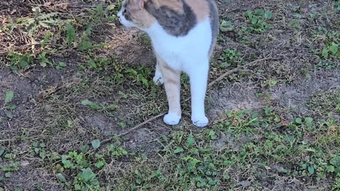 Miss Kitty.