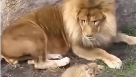 😂🦁 This Lion Cub's Prank Will Leave You Roaring with Laughter! | FunFM