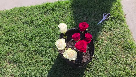 Father's Roses 🤞 (November 6, 2025)